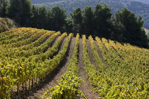 Côtes-du-Rhône